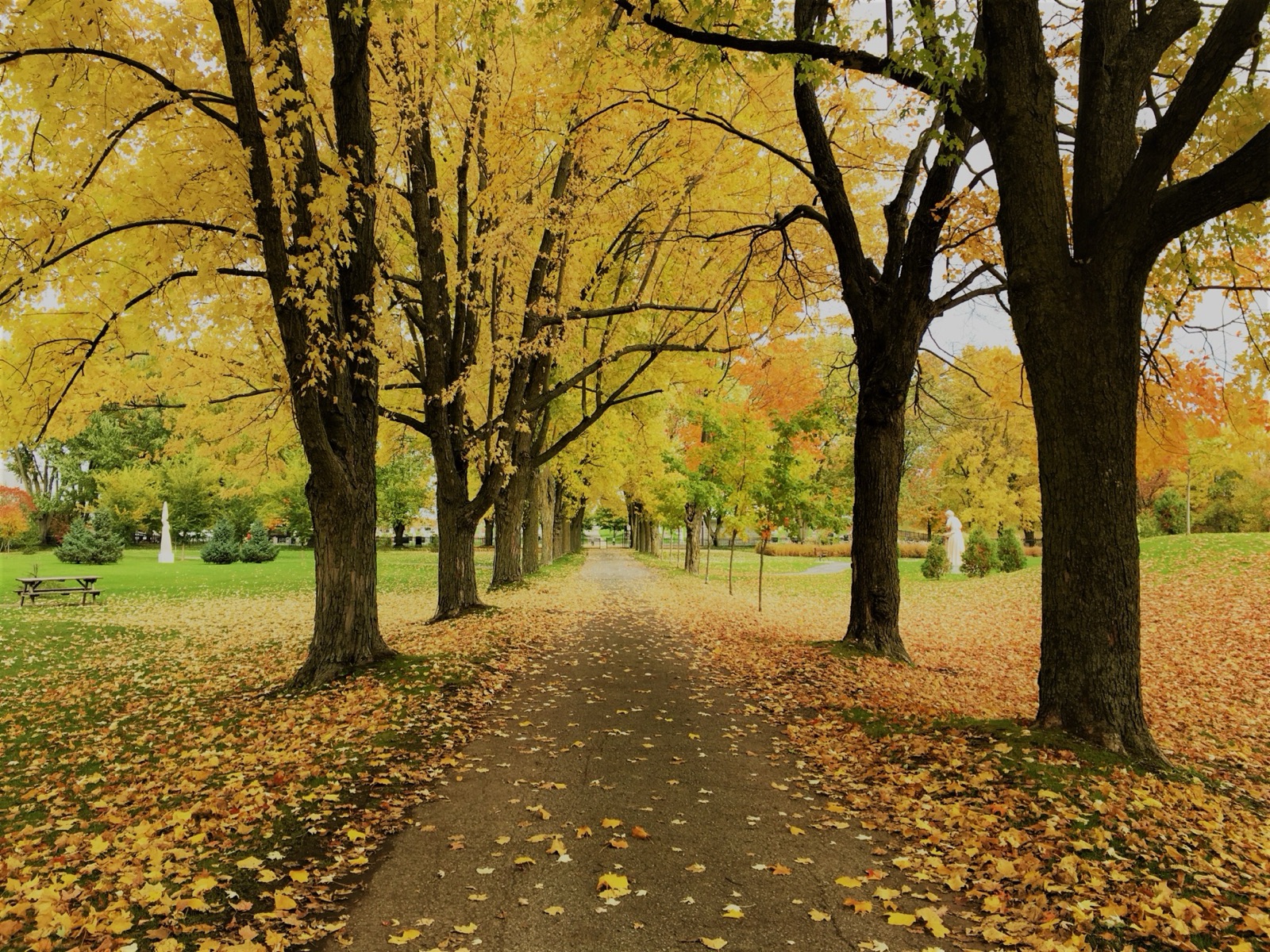 Allée arborée en automne à Saint-Jacques