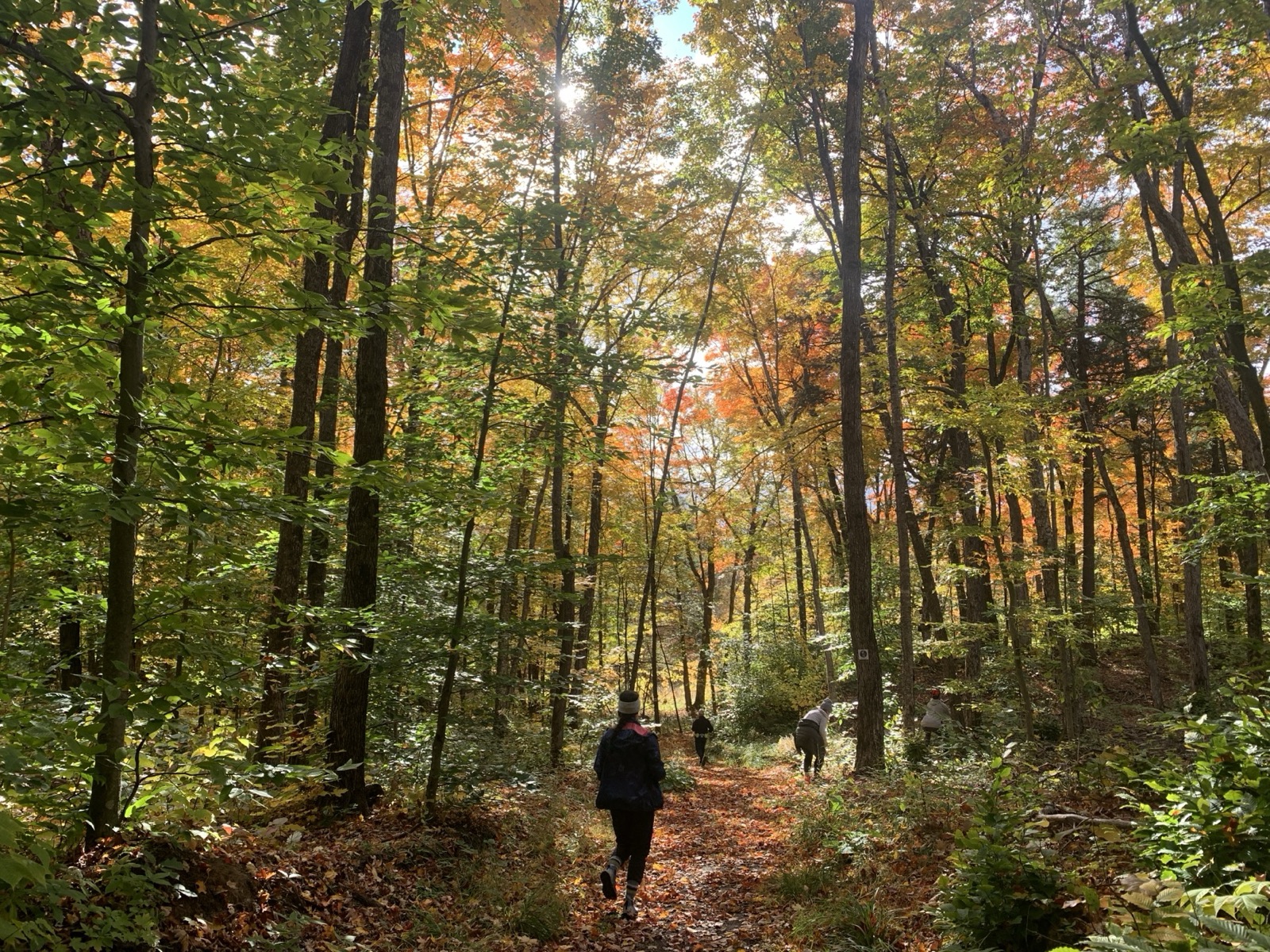 Sentier boisé en automne